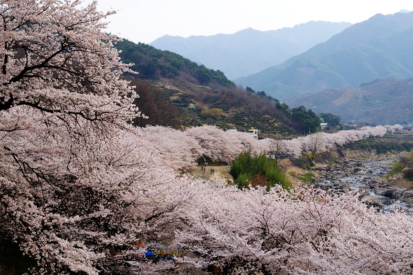 화개십리벚꽃.사진=한국관광공사