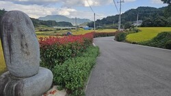 [포토뉴스]보성군 벌교읍 ‘청정전남 으뜸마을’로 붉은 새잎과 황금 들녘 어우러져